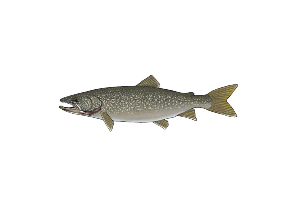 Wisconsin 3 State Trout Fly Fishing Sticker Decal Set Waterproof Vinyl  Great Gift for Angler Fits Yeti Hydroflask Brown Trout Rainbow Trout Brook