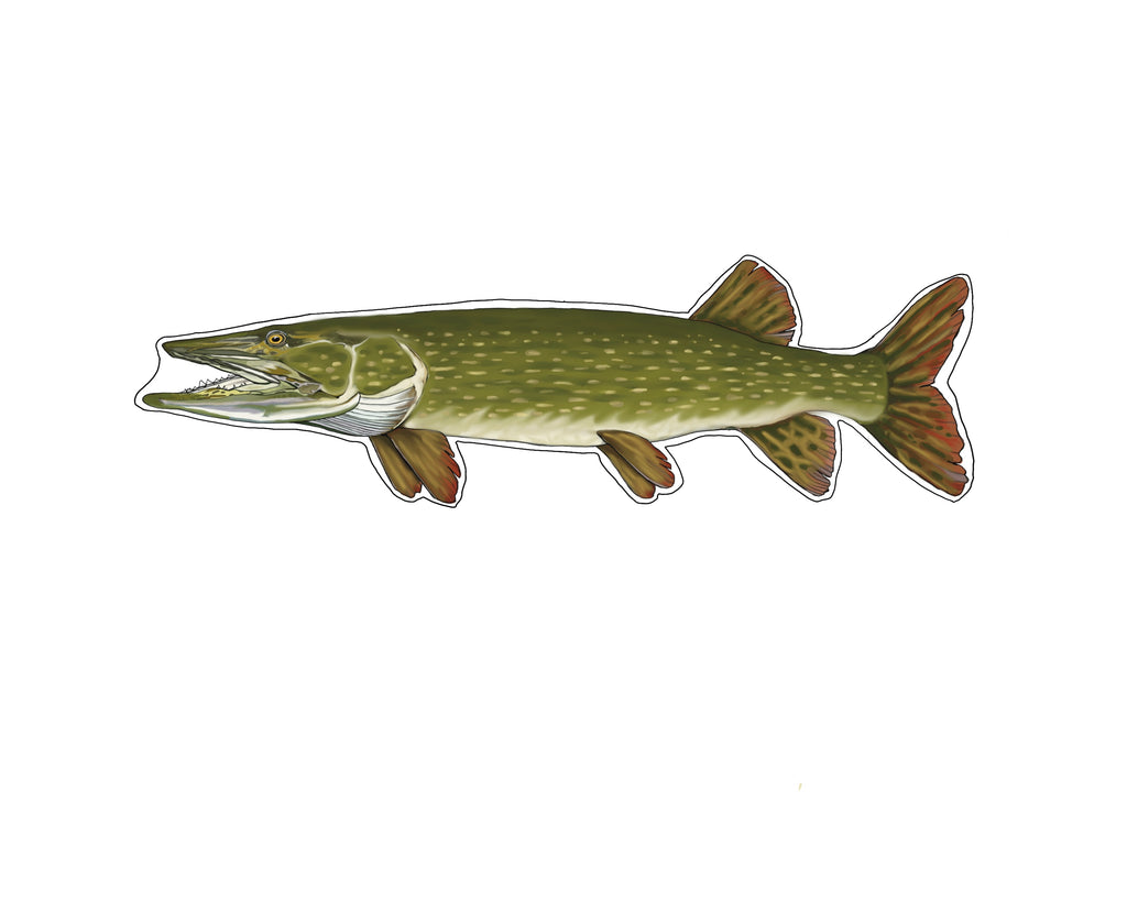 Pike Northern Pike Fish Sticker – TroutMountainWorks