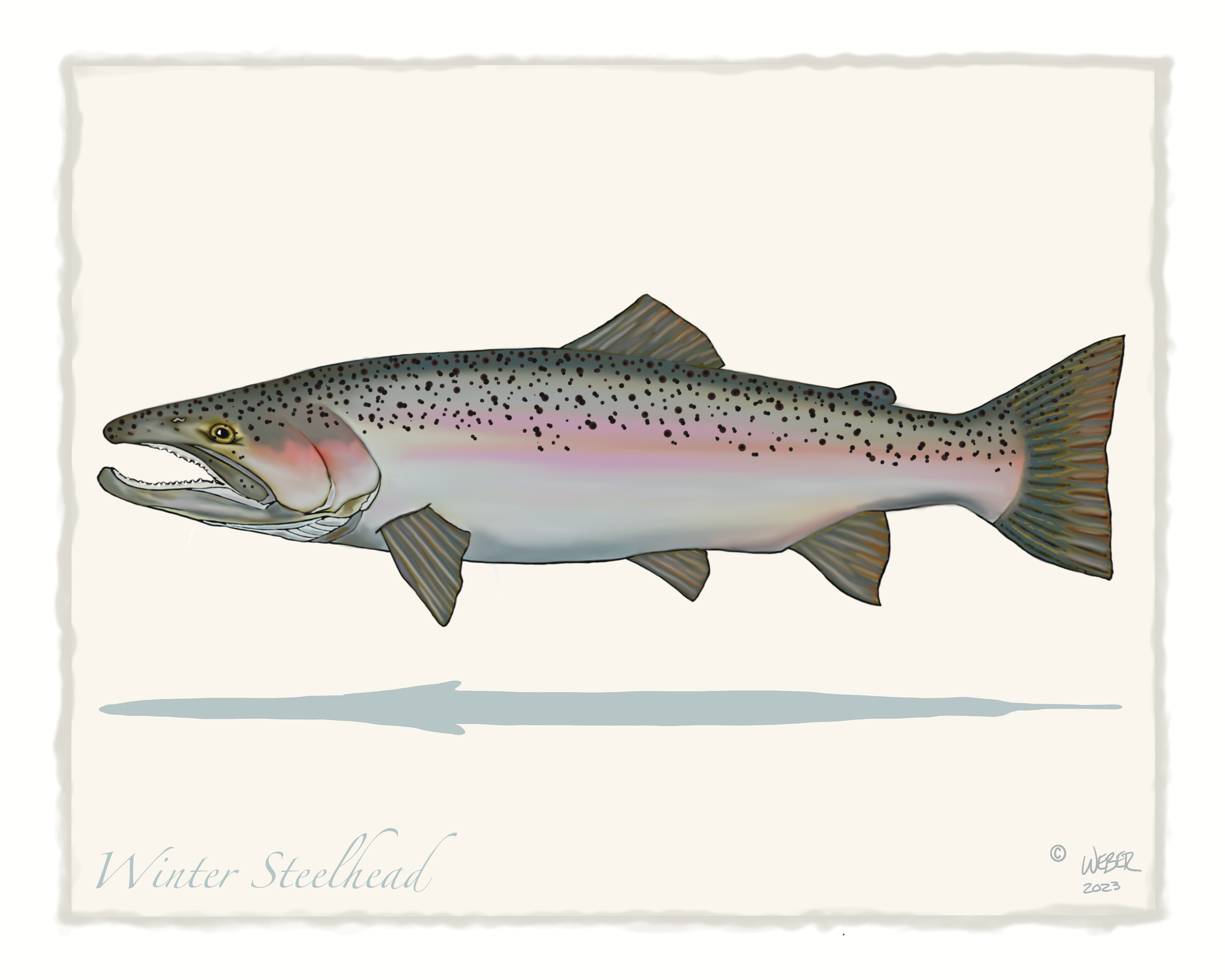 Hatchery conditions linked to lower steelhead trout survival, steelhead  trout 