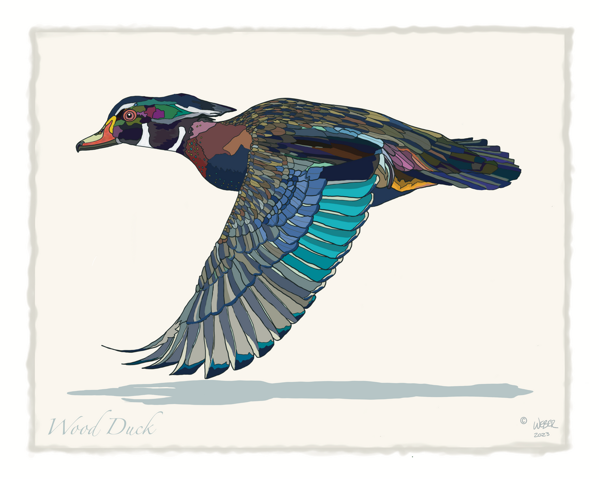 Wood Duck Print – TroutMountainWorks