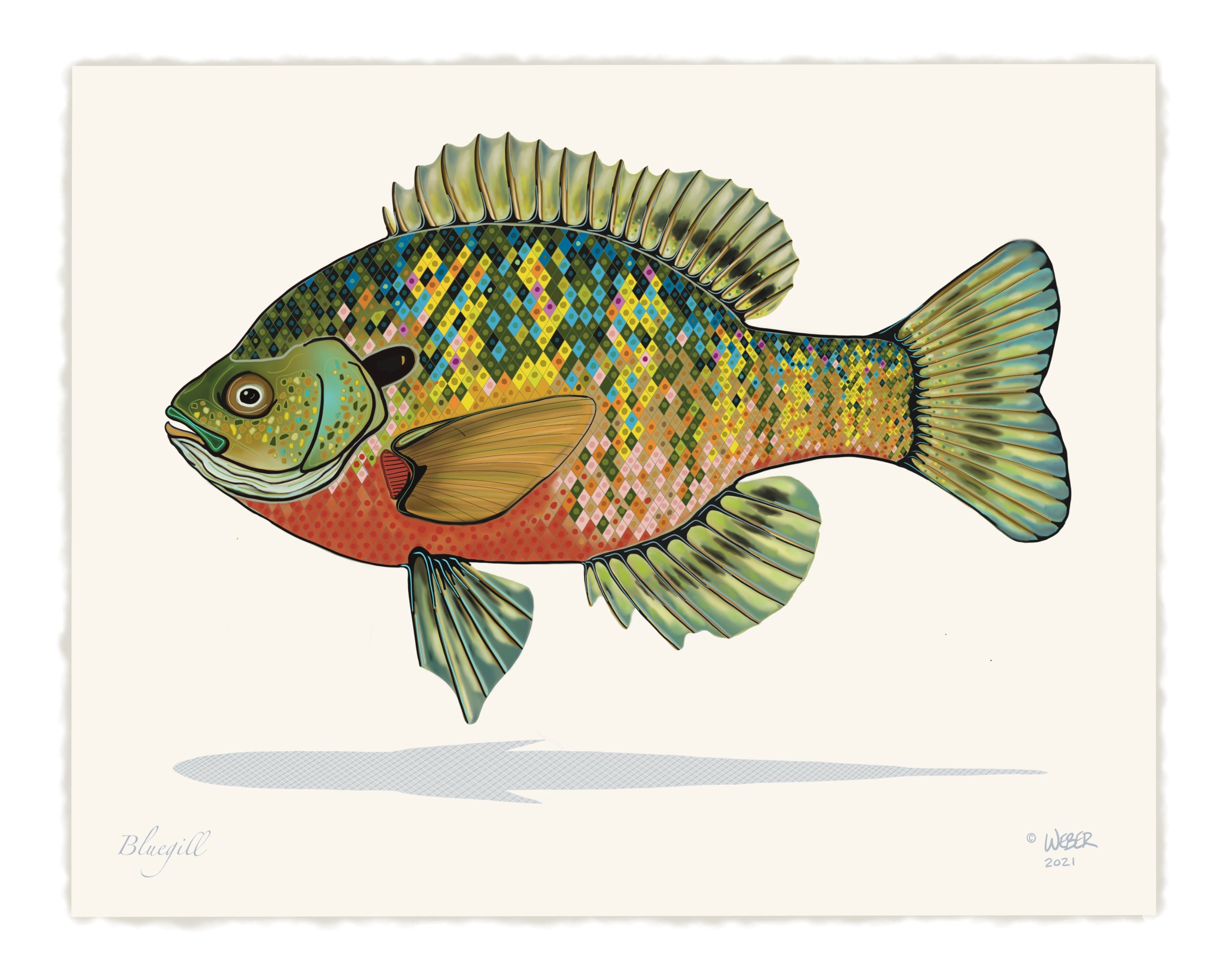 Print Collection - Blue Gill Sun Fish
