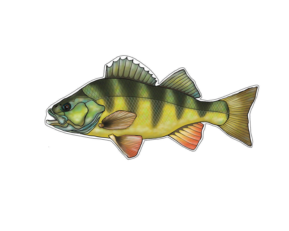 #3.4 Lake Perch Fish Sticker – TroutMountainWorks