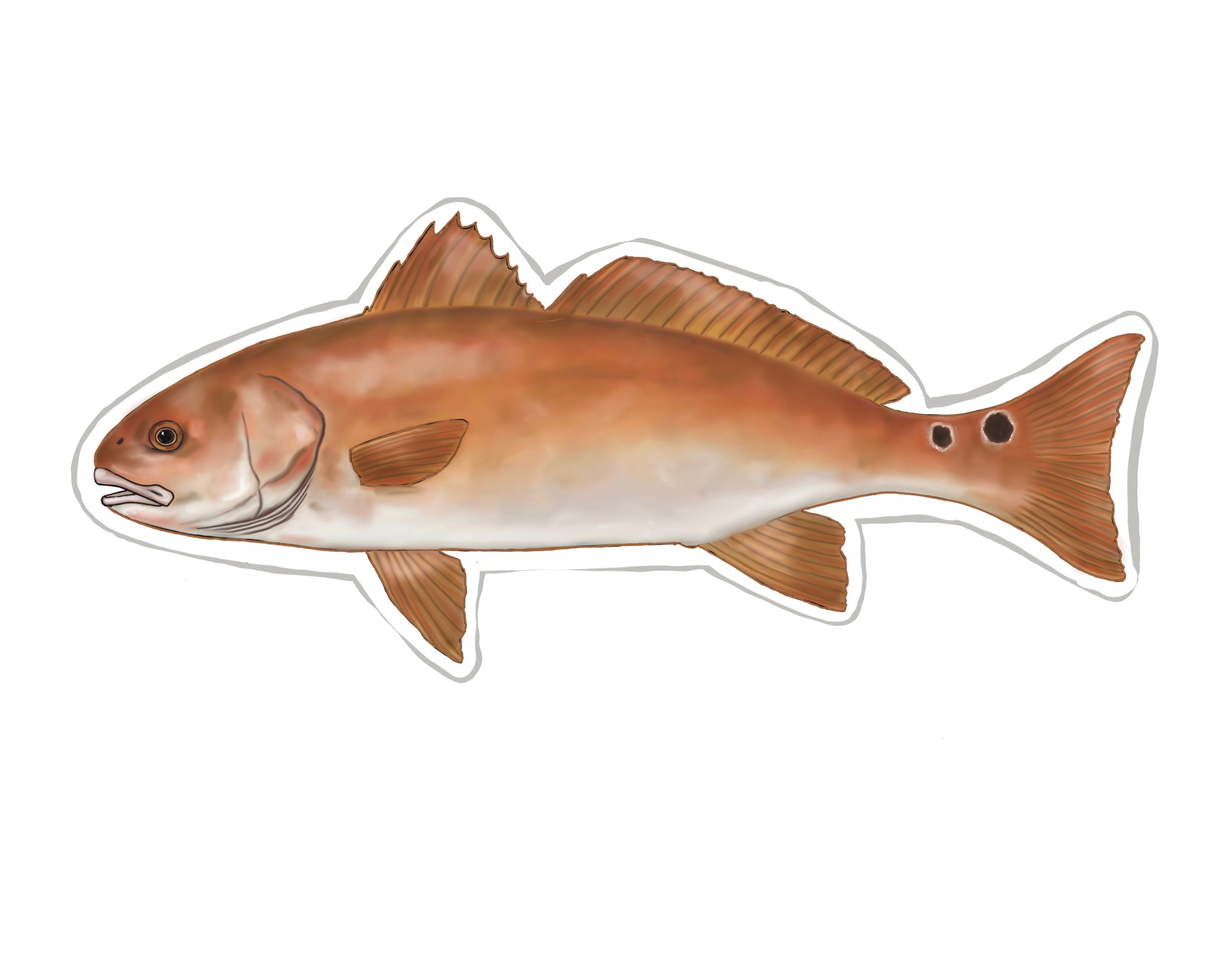 5.2 Red Drum Redfish Fish Sticker – TroutMountainWorks